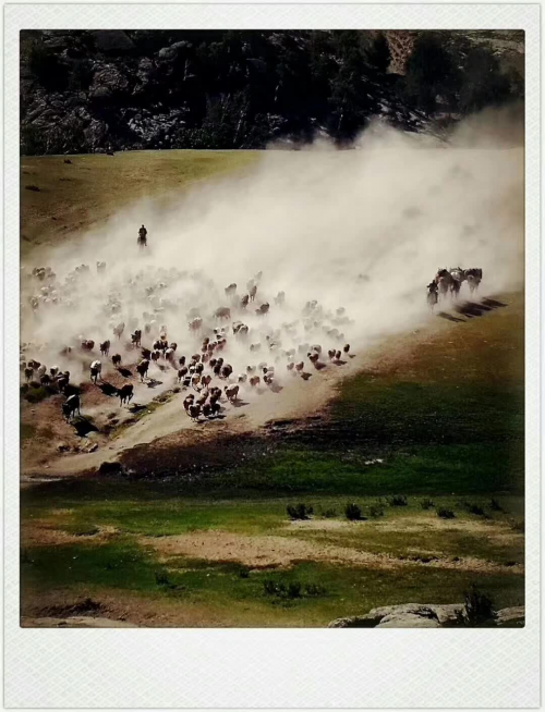 掌上牧场：新疆阿勒泰大尾羊，从购买到认养，让有机看得见