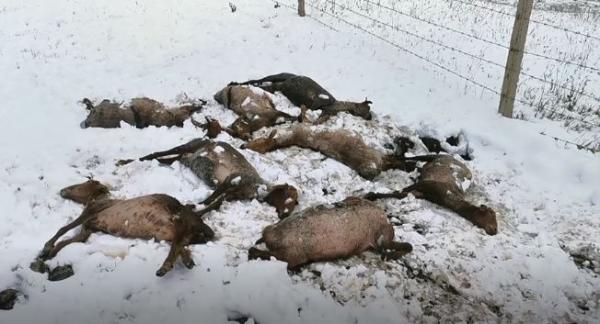 新疆特克斯现大范围降雪降温 牧区近500牲畜受冻死亡