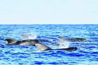 研究人员记录了短腿领航鲸和海豚种群在南中国海混合游泳的现象。
