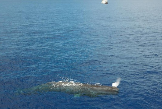 南海无人机两次拍摄到抹香鲸的出现