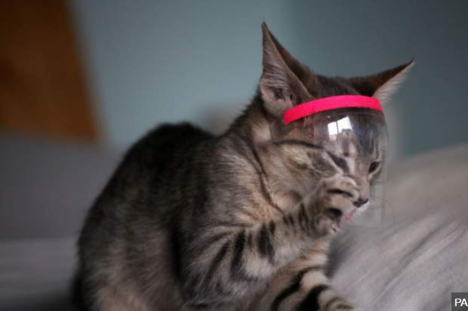 英国一只宠物猫新型冠状病毒测试呈阳性。