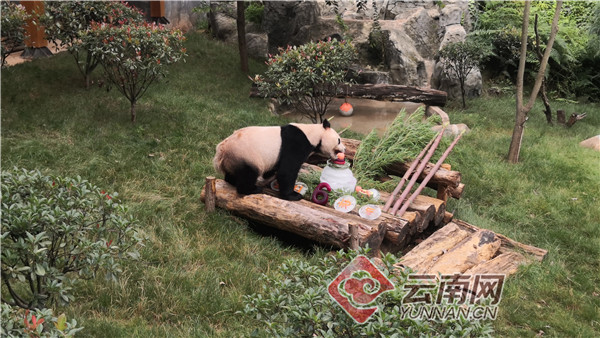 猫粉"在昆庆祝大熊猫"毛竹"的生日