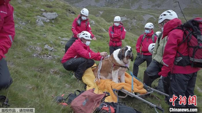 搜救犬得救了！圣伯纳德的腿受伤了，困住了16人，把他抬下山去了。