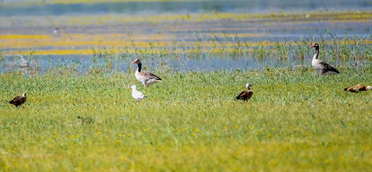 迁徙鸟类选择生活在鄂尔多斯湿地