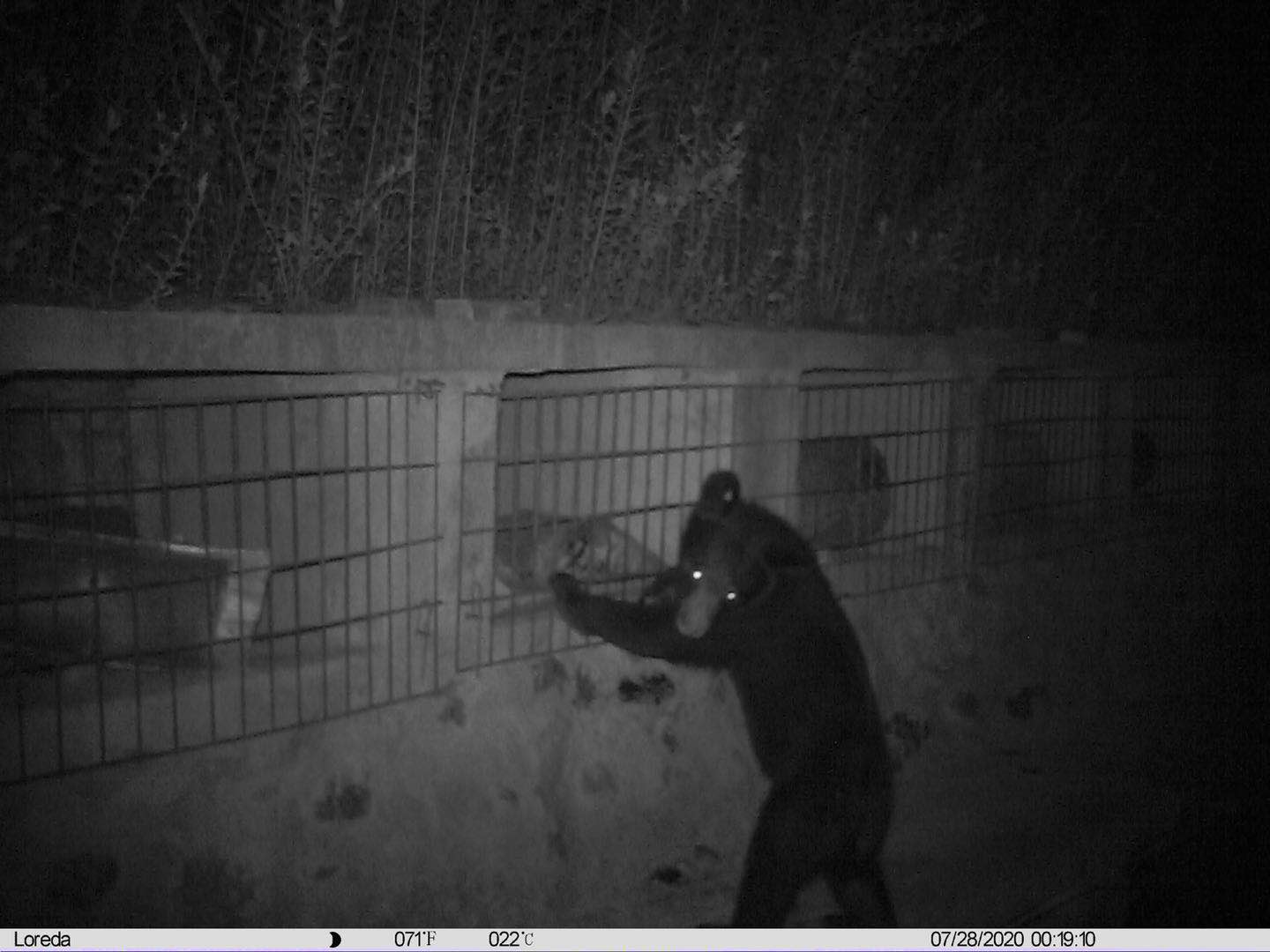 四川官巴保护区拍摄的小黑熊偷蜜：一晚吃15斤