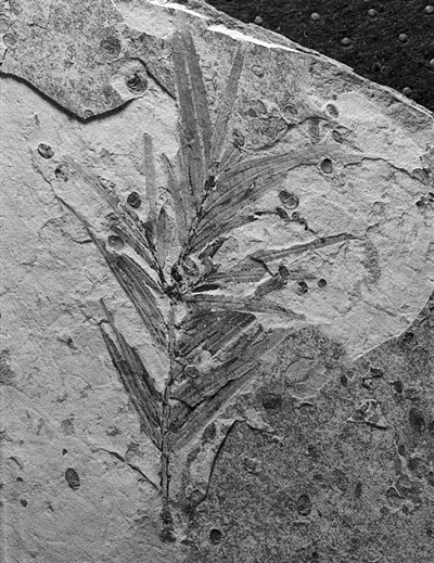 1.6亿都没发生变化， 这种植物“活化石”有着关于古气候秘密