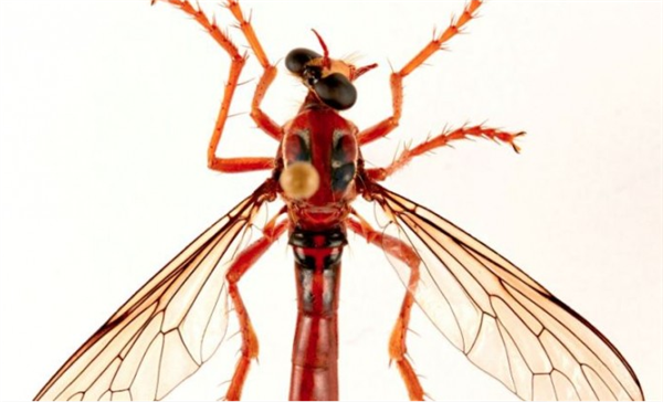 漫威宇宙中一个新的苍蝇家族：科学家们发现了一种新的死亡类别