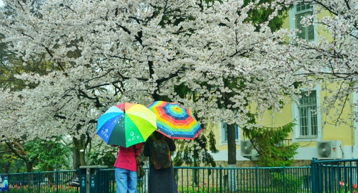 青岛市中山公园的樱花雨
