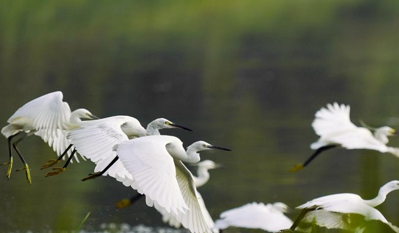 河北唐山：鹭鸟从南湖飞过