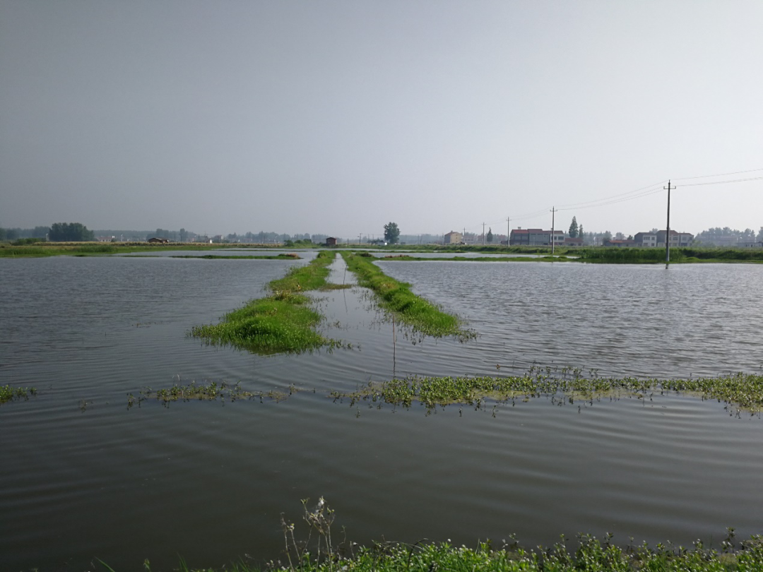 有些地方，稻田养虾的规模盲目扩大，影响了水稻的生产