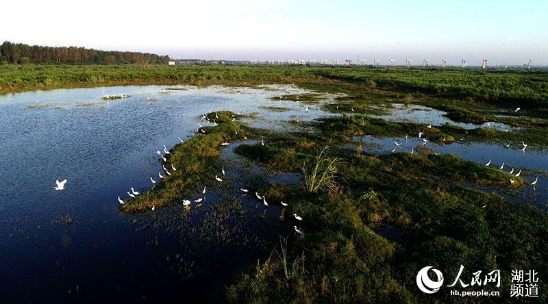 湖北省宜城万元洲湿地公园变成白鹭乐园