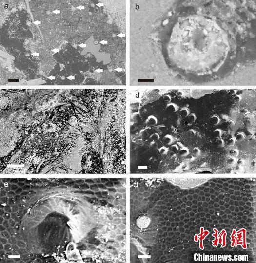  喜讯！中国新发现一枚古生代蝎子化石