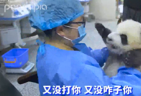 好cute！大熊猫宝宝和饲养员之间的整个吵架过程