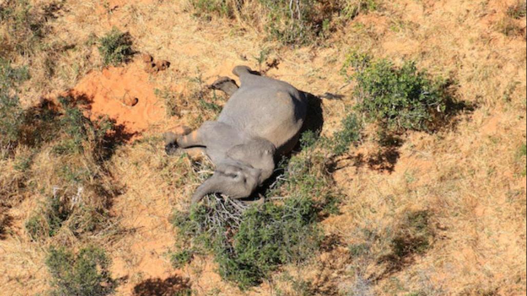 官方公布的博茨瓦纳神秘大象死亡初步调查结果