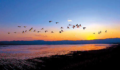 贵州草海：看到100多只鸟，回归