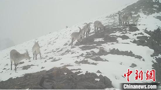 新疆阿尔金山国家级自然保护区监测雪豹活动图像