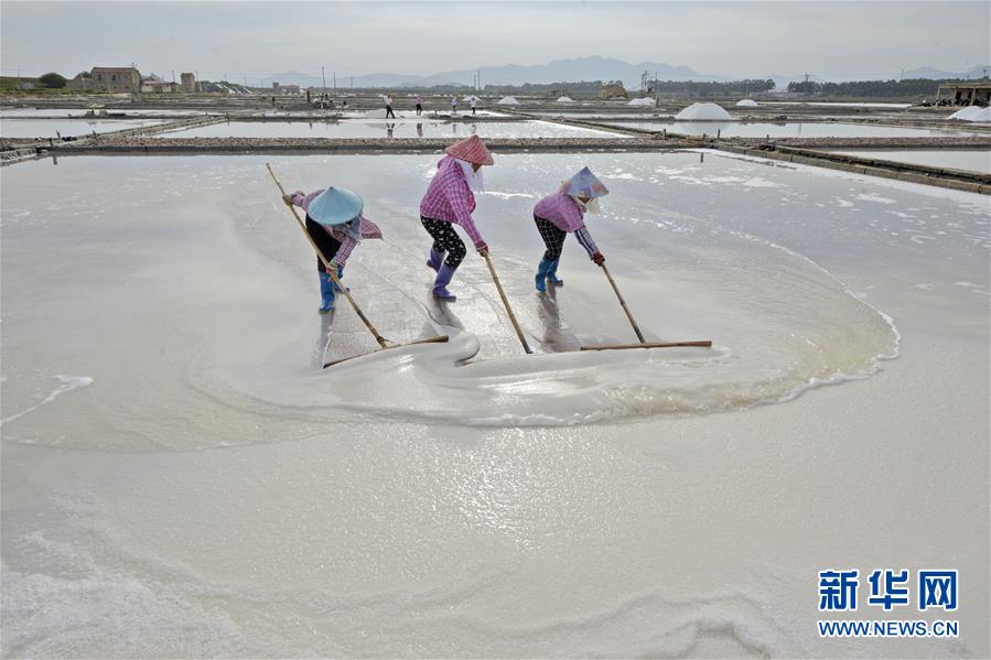 福建省泉州：防止台风收集原盐