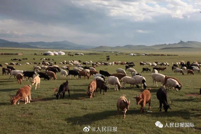 羊来了！蒙古捐赠的三万只羊开始了捐赠过程