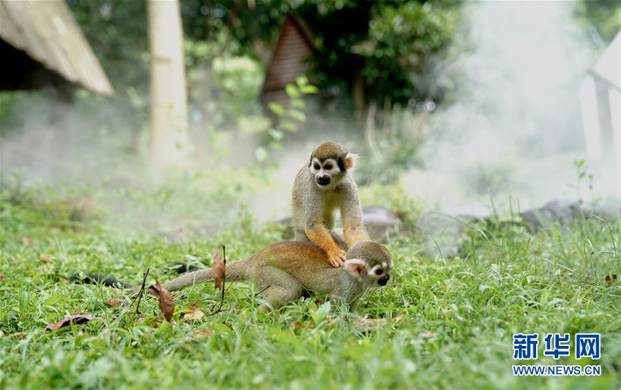 上海动物园：让动物享受凉爽