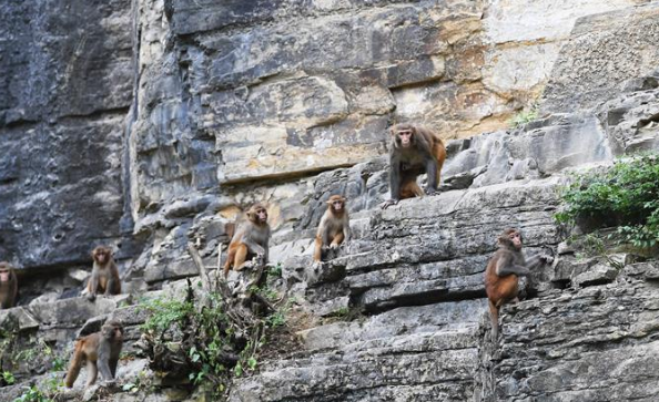 重庆渝北：生态环境好起来了， 野生猕猴聚集在一起
