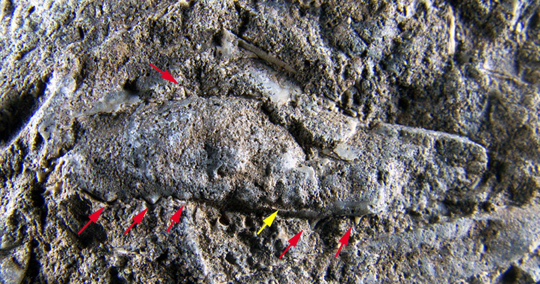 巴西考古学家在南极洲发现了新的小龙虾化石，距离现在时间约7500万年