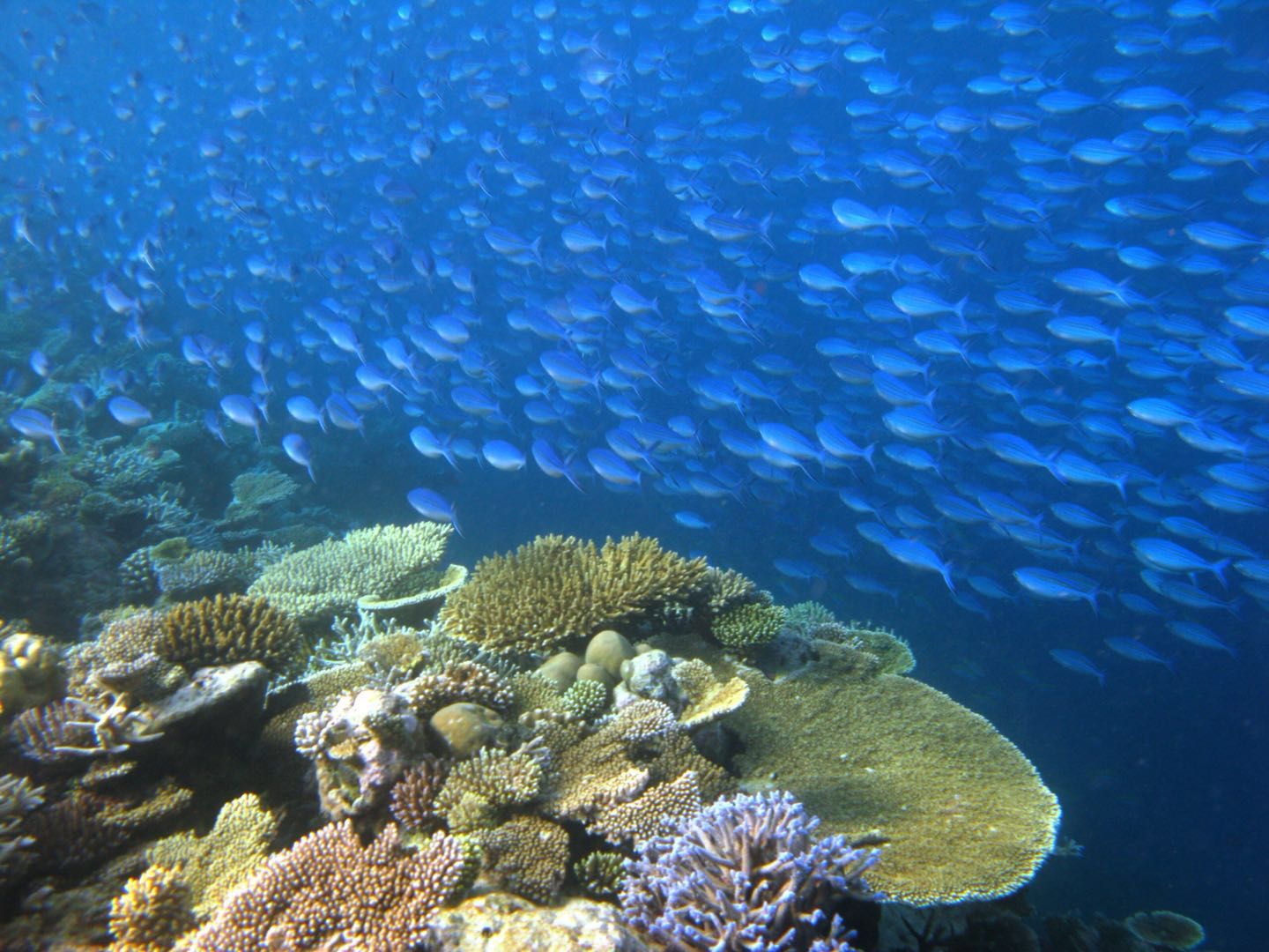 潜水“海底交规”多，海岛的度假当心违法面临高额罚款