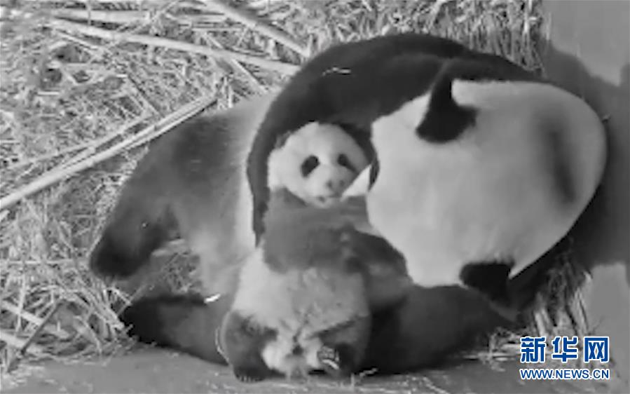  旅荷大熊猫宝宝取名为“梵星”