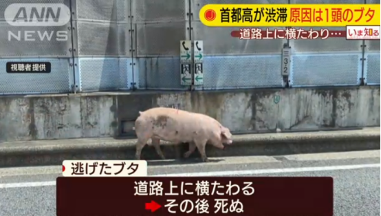 东京高速交通堵塞，只因一头猪逃跑后“热晕”在路中央