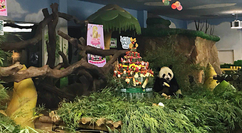 长隆大熊猫三胞胎迎来6岁的生日派对