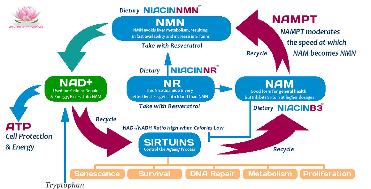 NMN作用图2