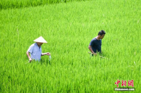  2020年，我国早稻总产量将达到2729万吨，播种面积有所增加