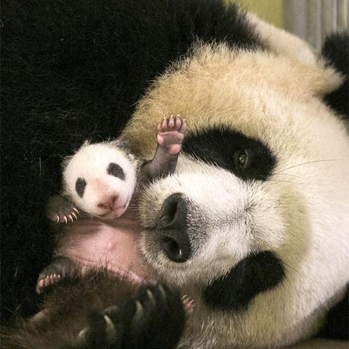  外国媒体：熊猫幼崽的诞生给美国动物园带来"欢乐