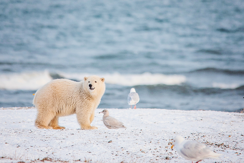 美国打算出租北极自然保护区以开发石油， 动物家园怕是被破坏了