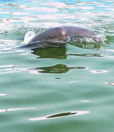 罕见！在武汉市区有十多只江豚在戏水