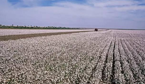 沿 "一带一路倡议" 路线向各国出口六个棉花品种
