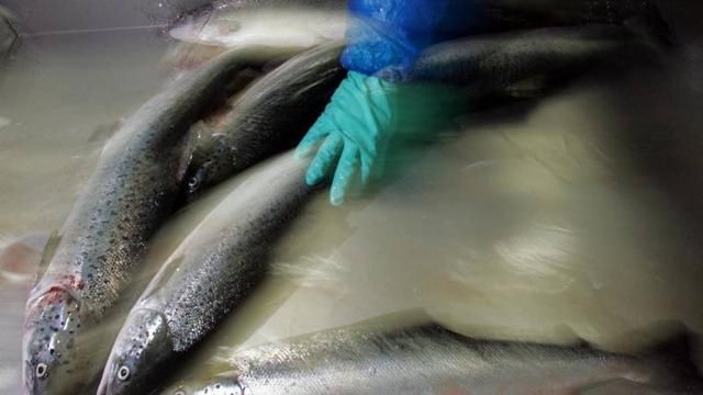 69万条三文鱼集体“逃逸”？智利环境保护署：重罚！