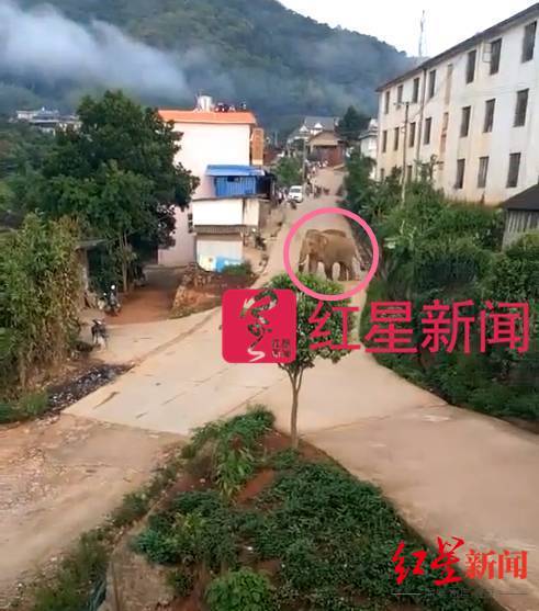 云南省澜沧县一名村民被野象袭击身亡，该地区增加了九名新监测员