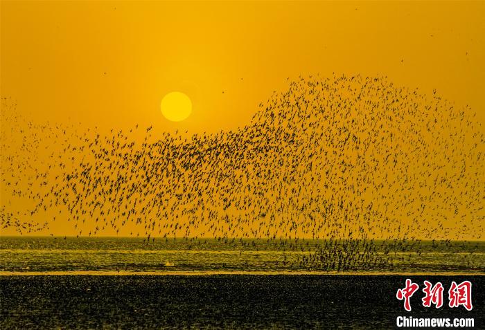 辽宁营口湿地迎来秋季迁徙鸟类舞蹈“鸟浪”奇观