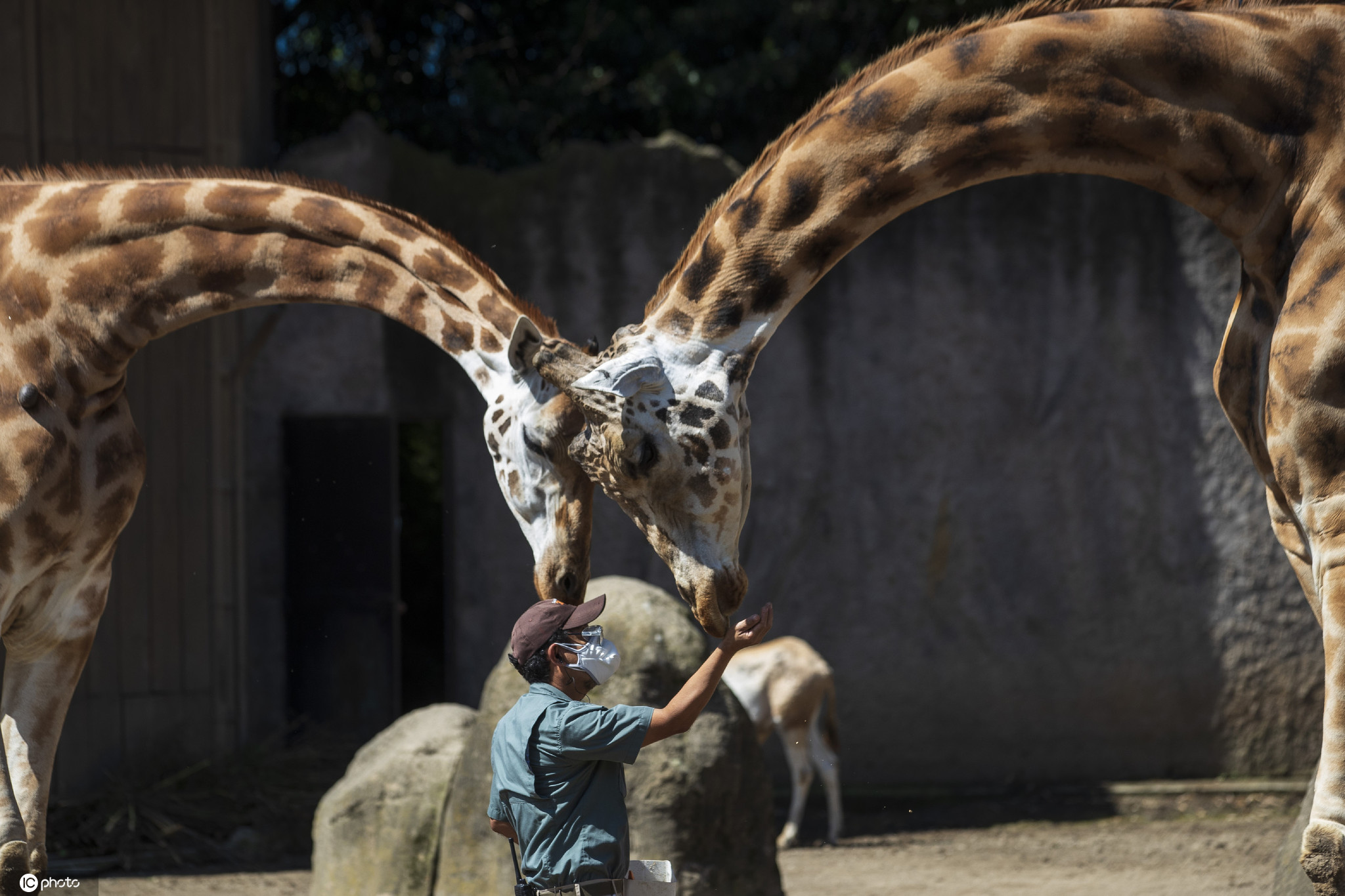危地马拉首都的一家动物园重新开放