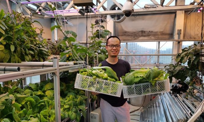 南极长城站驻站医生种植蔬菜的记录：温室里生机勃勃的绿色蔬菜
