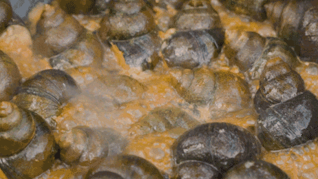 法国人年吃6万吨的蜗牛居然叫板田螺？网友表示：一千年前那可是皇家美食！