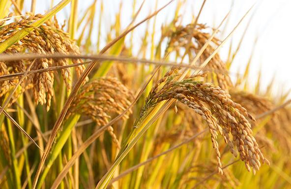  中国科学家分析了水稻小穗"变性"的机理，为水稻增产提供了新的途径。