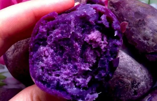 紫薯能直接在水里煮吗？大概多久会熟