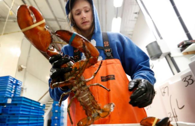 美国对加拿大龙虾产业展开贸易调查 加官员正在密切关注