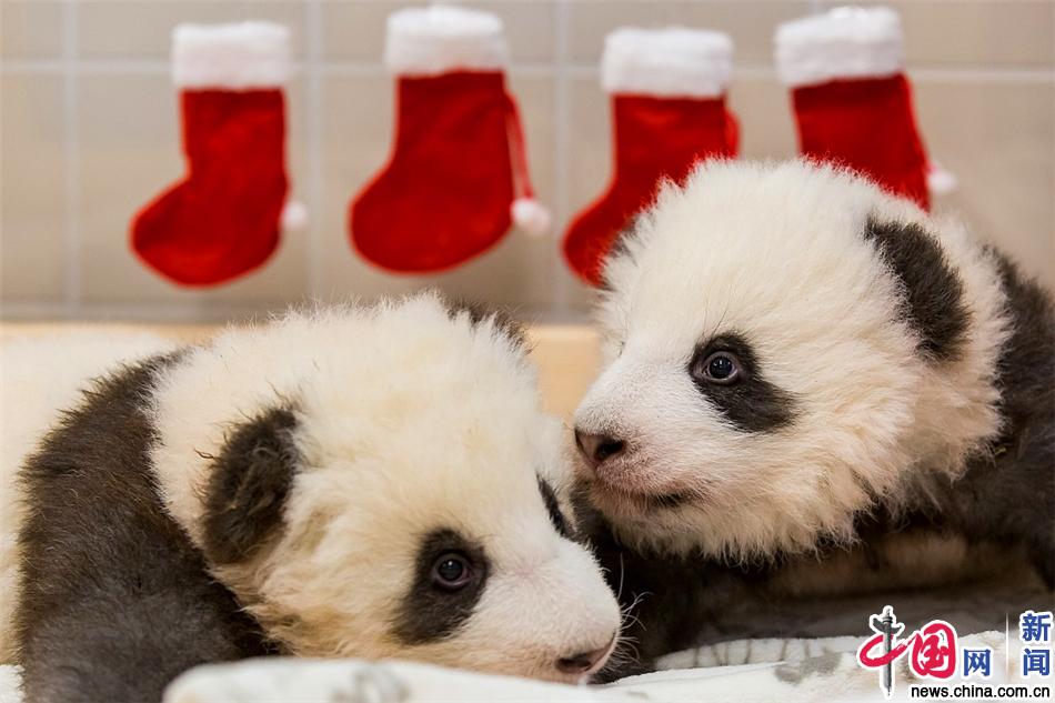  柏林动物园在德国庆祝大熊猫双胞胎幼崽的第一个生日