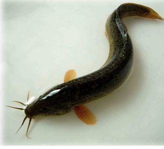 泥鳅要煮多久才能杀死寄生虫？