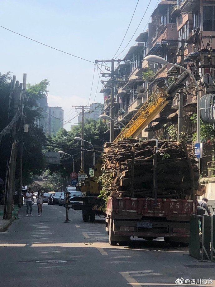 成都官方回应桂花巷行道树被砍完：施工单位未经许可擅自野蛮砍伐