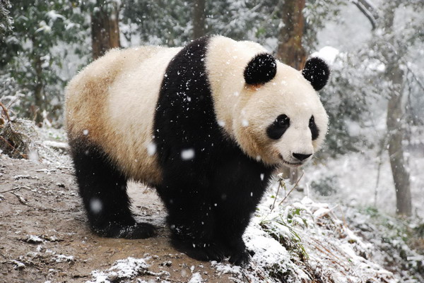  上野动物园新的熊猫馆于9月8日开幕，重现四川山林景观