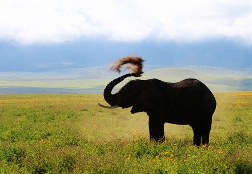 研究表明：大象“长者”将生态知识传递给下一代