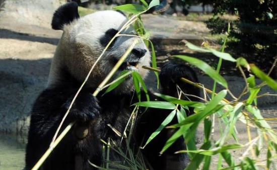 东京上野动物园新建设的“熊猫森林”对人们开放